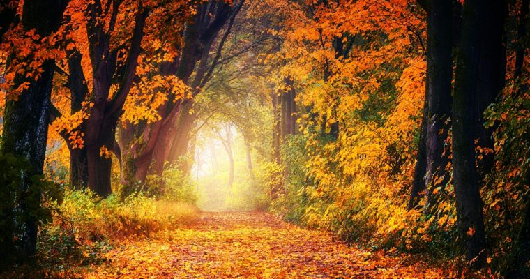 Seasons of Your Cycle Series: Embracing Your Inner Autumn