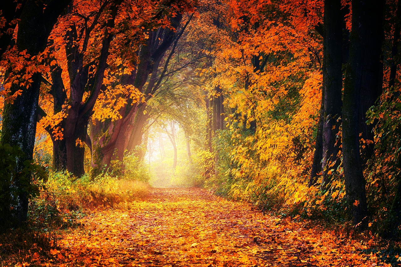 Seasons of Your Cycle Series: Embracing Your Inner Autumn